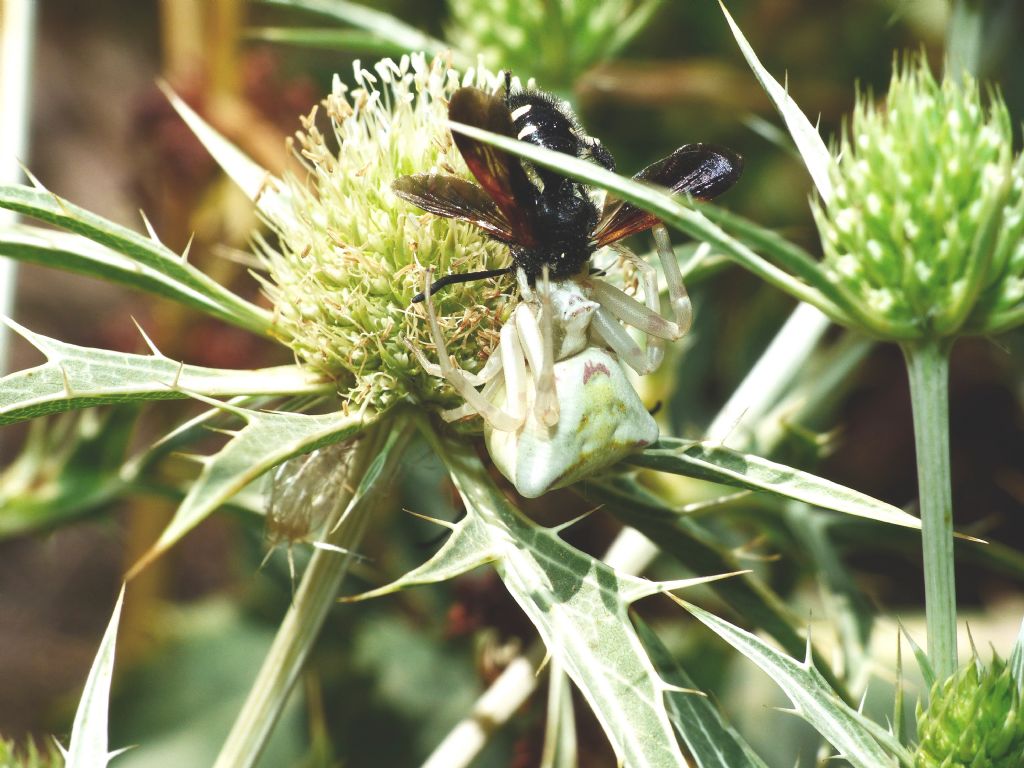 Thomisus onustus preda Scolia sexmaculata -  Santa Teresa Gallura (OT)